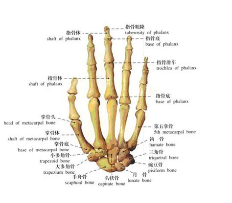 指根|手指